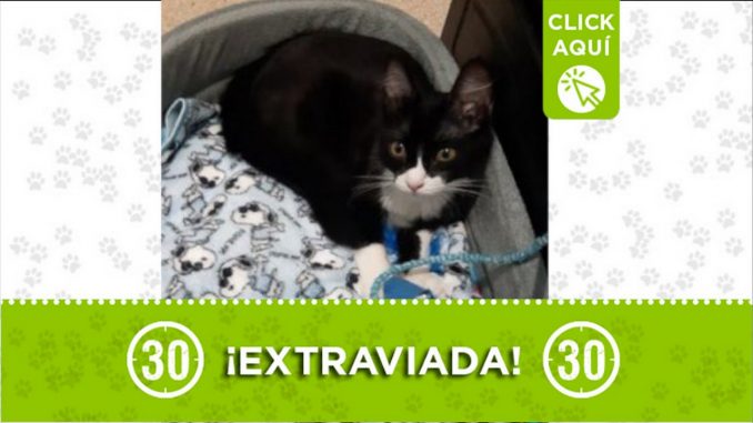 gatica extraviada san pio
