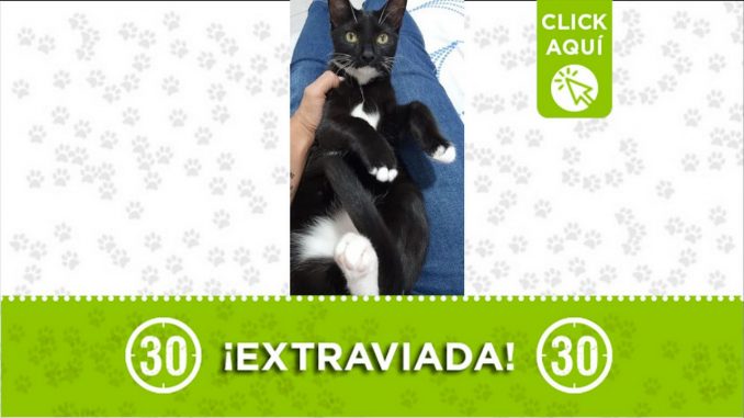 gatica perdida andalucia 2021