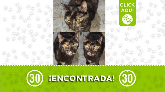 Buscan a los dueños de esta gatica encontrada en el barrio San Pío de Itagüí Buscan a los dueños de esta gatica encontrada en el barrio San Pío de Itagüí
