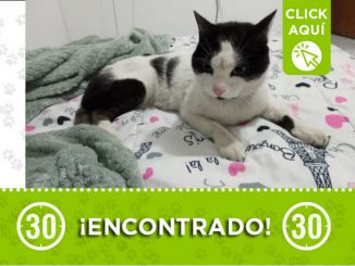 Buscan a los dueños de este gatico encontrado en Envigado 1 gatico alcala envigado encontrado