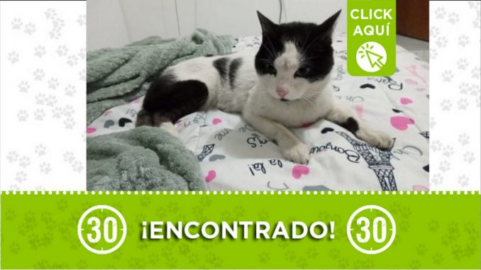 gatico alcala envigado encontrado