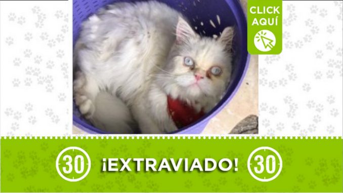 gatico bello perdido 2021
