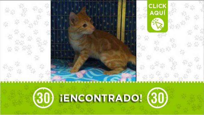 gatico encontrado Robledo Miramar 2021