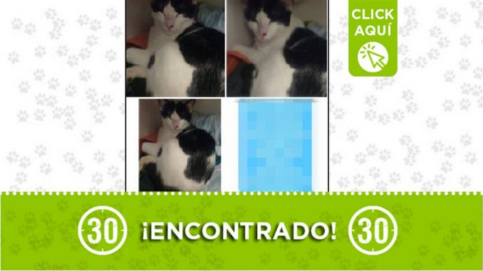 Gatico encontrado Gatico encontrado