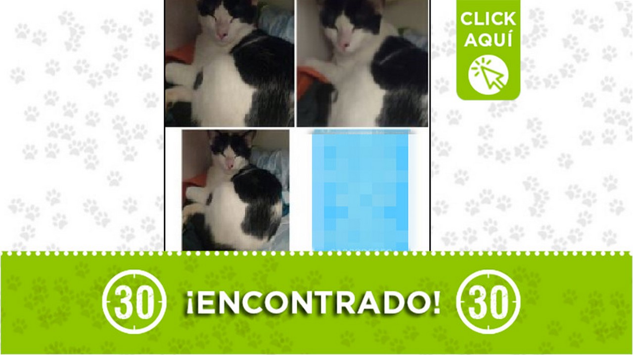 Gatico encontrado