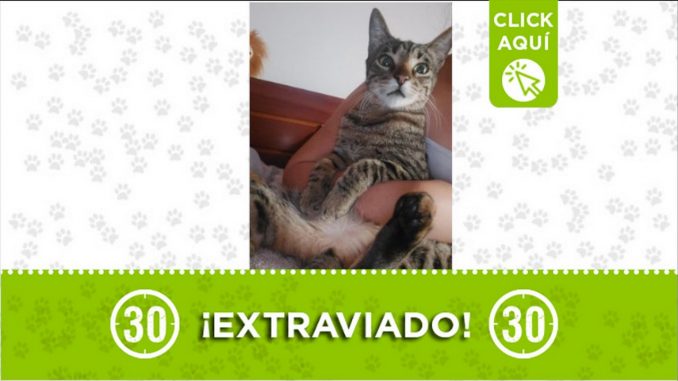 gato robledo aures 2021