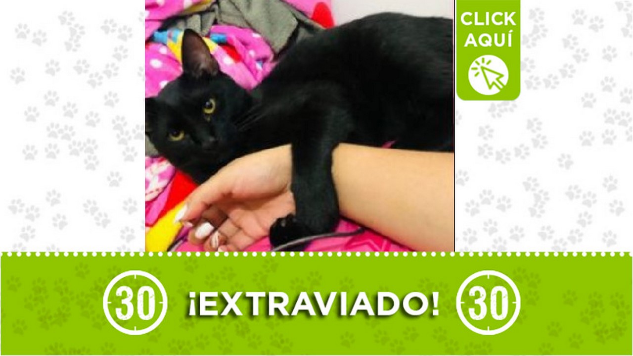 Este gatico que responde al nombre de 'Salem' o 'Michi se perdió en la noche del pasado domingo 1 de agosto en el sector de San Francisco en Itagüí.