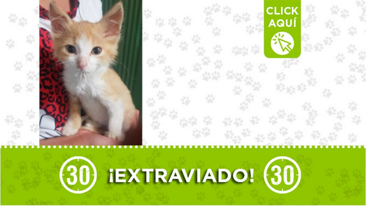 "Gimba" se perdió en Campo Valdés ¿Lo ha visto?