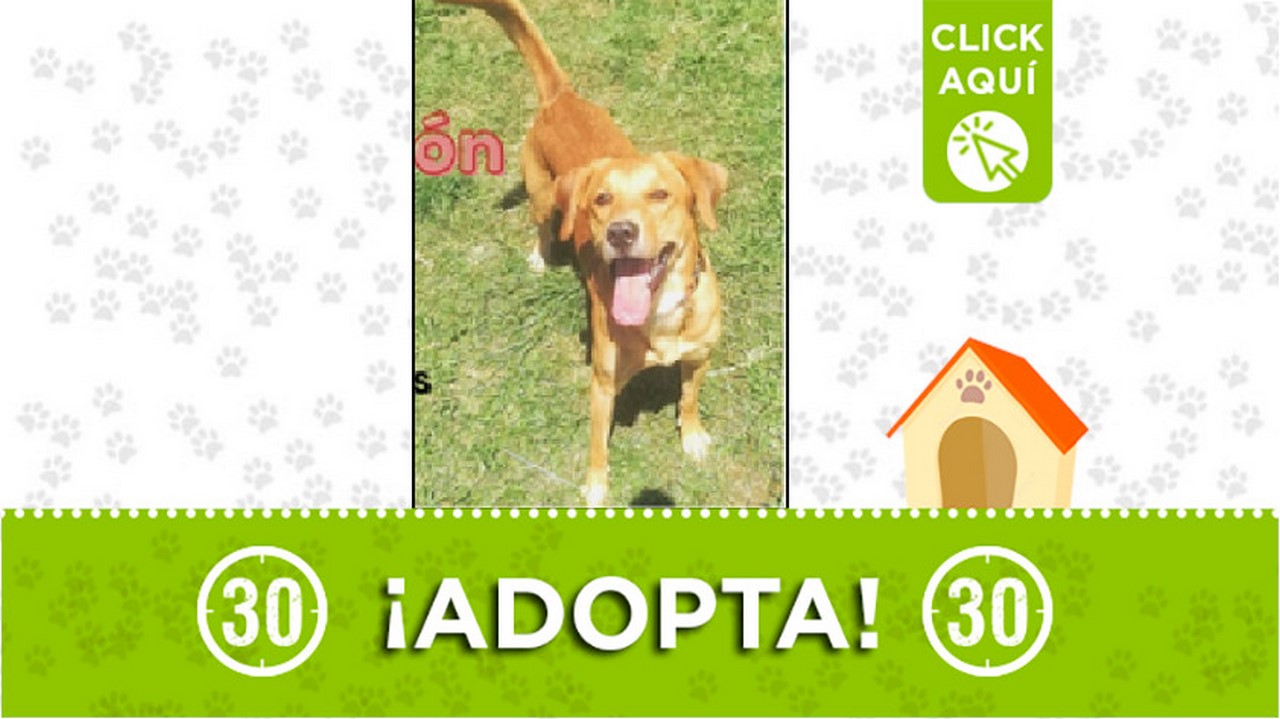 Perrito en adopción