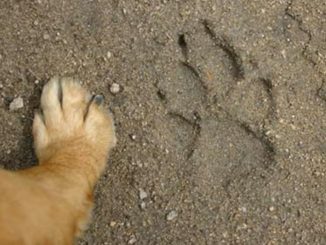 ¡Le imputan cargos! Por matar un perro a golpes en San Antonio de Prado 1 maltrato animal san antonio de prado