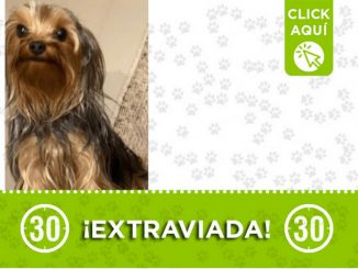 "Janna" se perdió en Envigado ¿La ha visto? 1 "Janna" se perdió en Envigado ¿La ha visto?