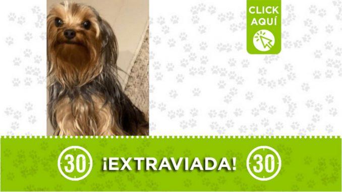 "Janna" se perdió en Envigado ¿La ha visto? "Janna" se perdió en Envigado ¿La ha visto?