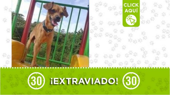 "Jhondy" se extravió en San Cristóbal "Jhondy" se extravió en San Cristóbal