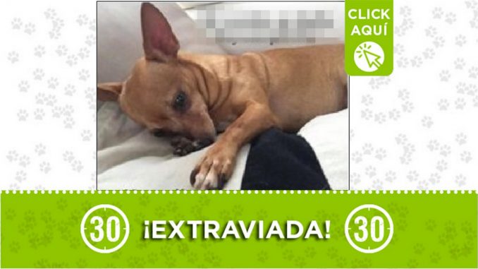 Perrita perdida Perrita perdida