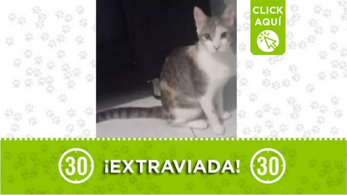 Gatica perdida Gatica perdida