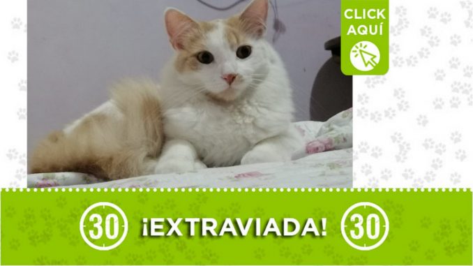 ¿La ha visto? "Kira" se extravió en Itagüí ¿La ha visto? "Kira" se extravió en Itagüí