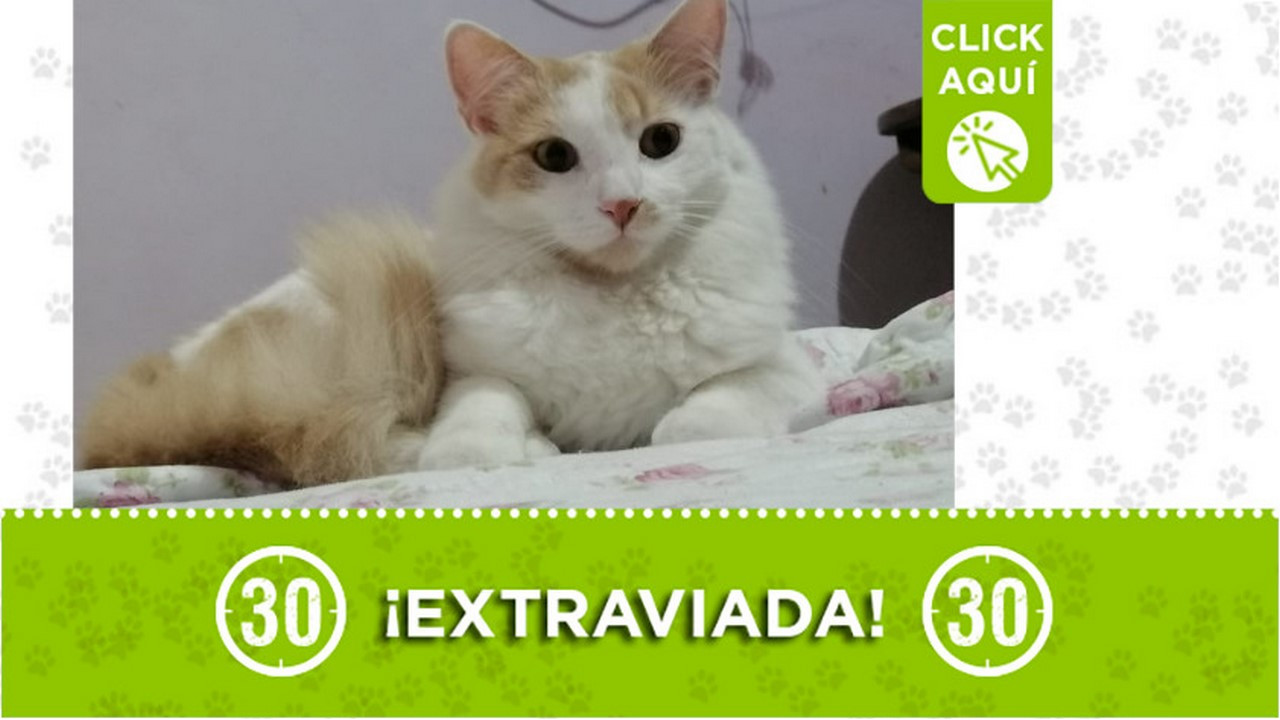 ¿La ha visto? "Kira" se extravió en Itagüí