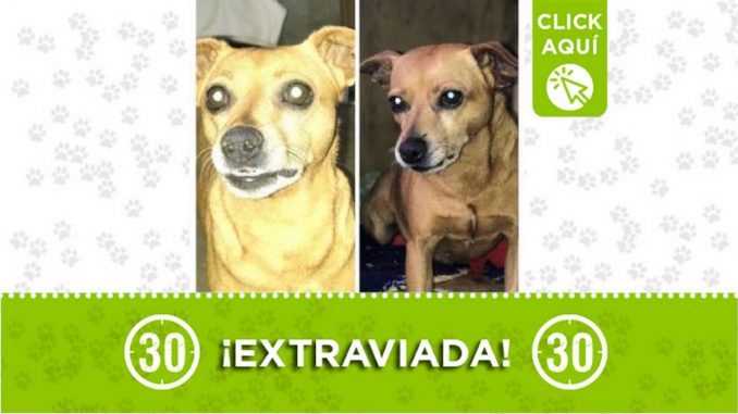 Perrita perdida Perrita perdida