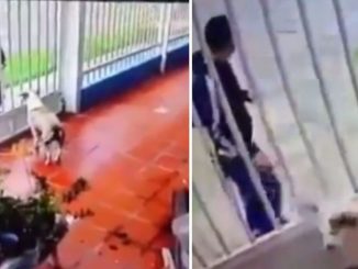 ¡Desgraciado! Le arrojó ácido a un perrito por venganza a su dueña, porque “no le paró bolas” 1 ácido