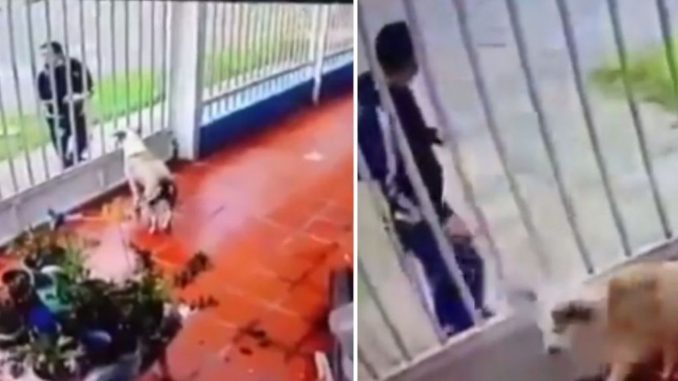 le arrojo acideo a un perro ácido
