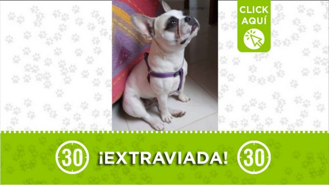 liza perro perdido girardota