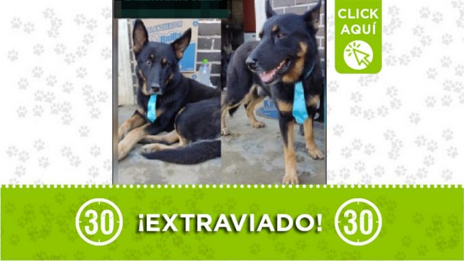 Perrito perdido Perrito perdido