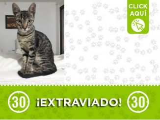 "Loky", se perdió en Robledo - El Diamante 1 "Loky", se perdió en Robledo - El Diamante