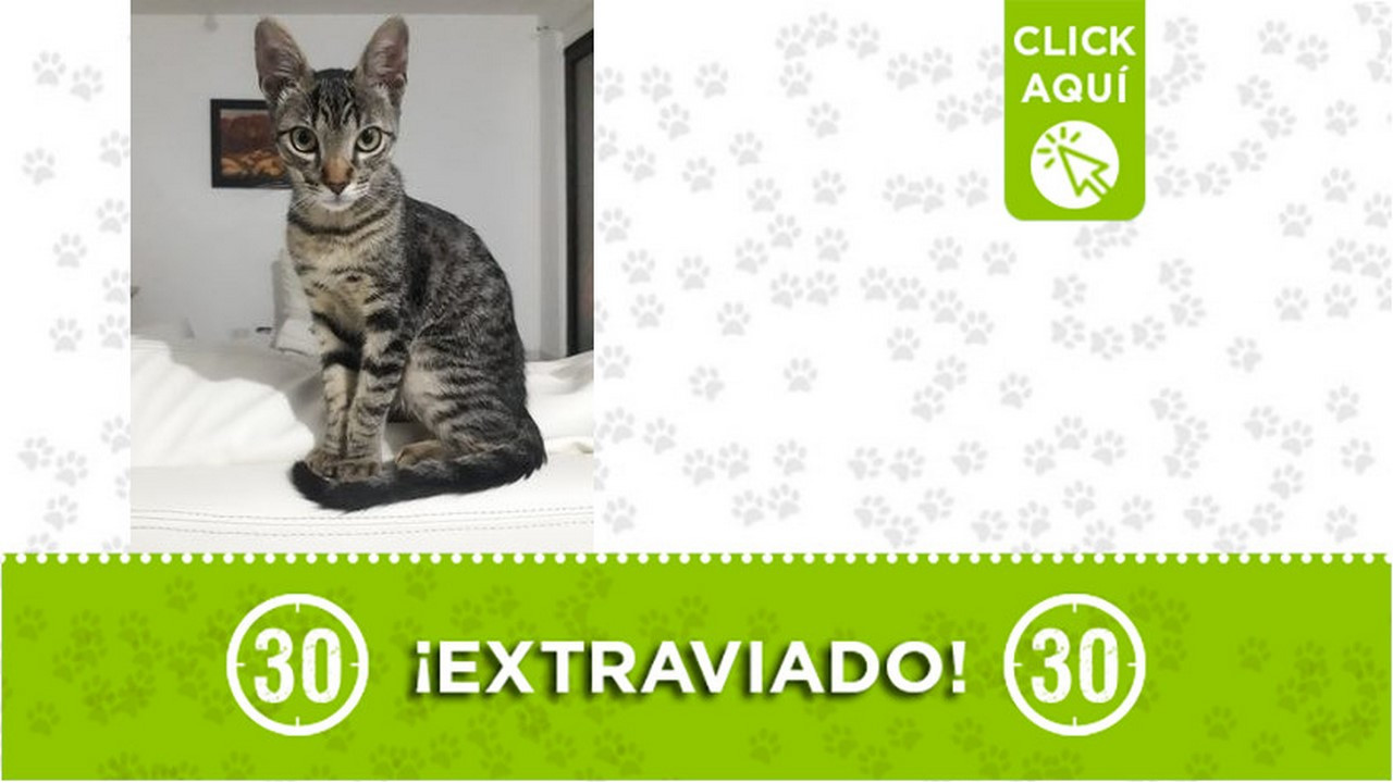 "Loky", se perdió en Robledo - El Diamante