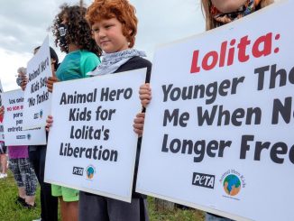 ¡Liberen a Lolita! Activistas contra el maltrato animal piden su libertad 1 lolita free