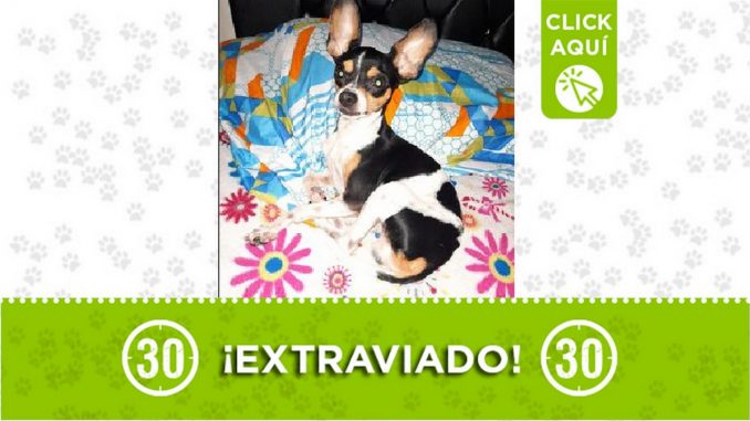 Perrito perdido Perrito perdido