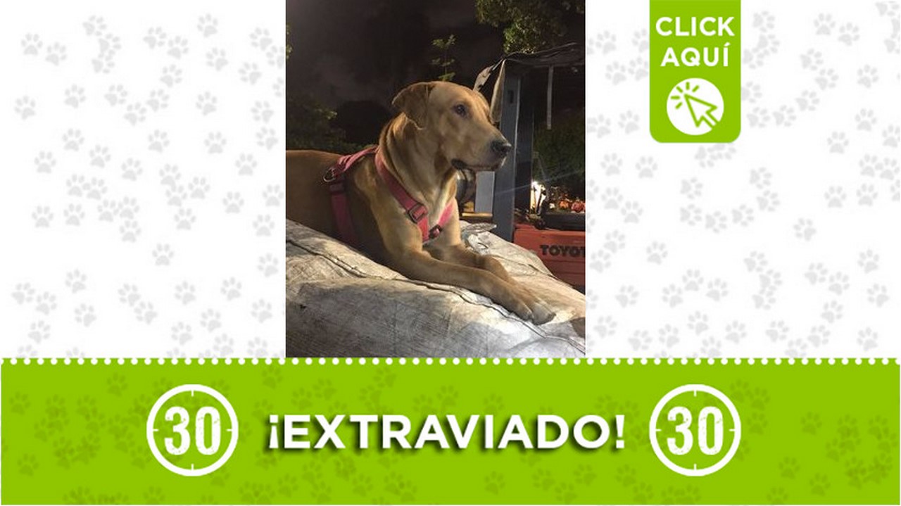 Buscan a 'Lucas', se perdió por los lados de la 33