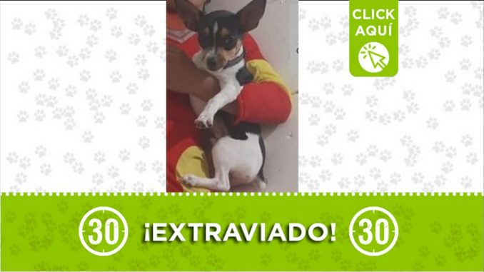 lukas perdido perro copacabana
