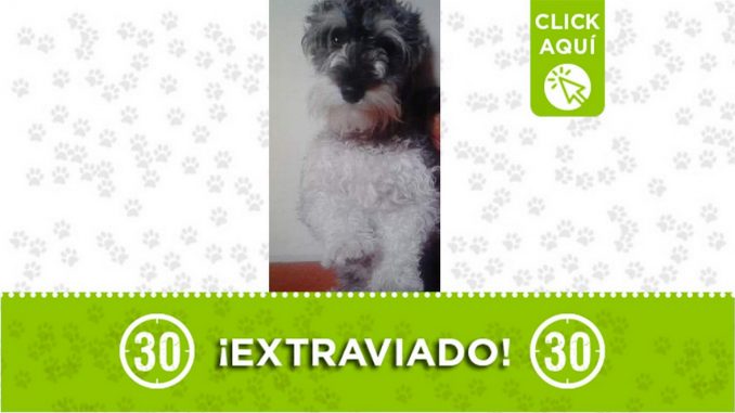 Perrito perdido Perrito perdido