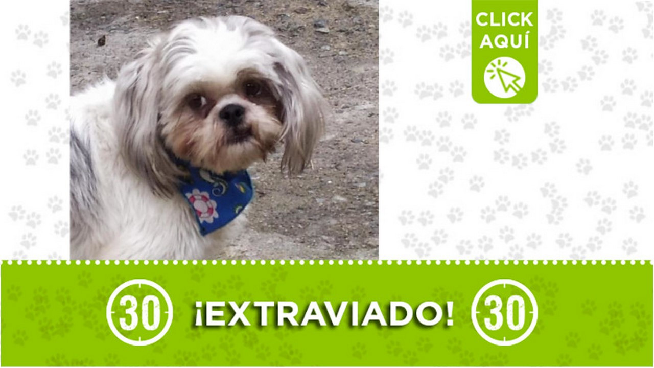 "Lulo" se extravió en la vía a Santa Elena