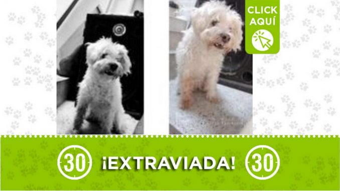 Perrita perdida Perrita perdida