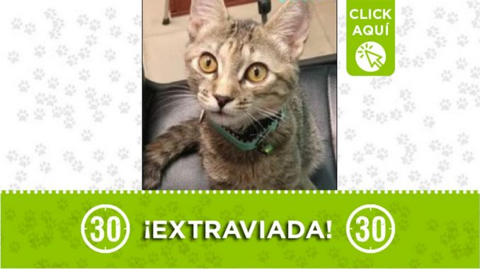 'Luna' se perdió en Aranjuez-Los Álamos 'Luna' se perdió en Aranjuez-Los Álamos