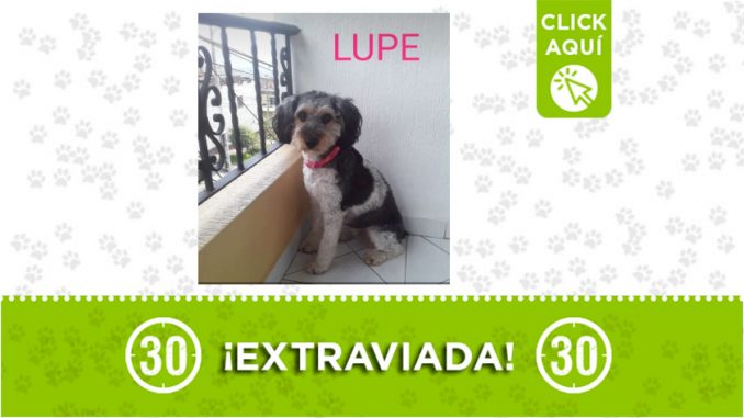 lupe lupe