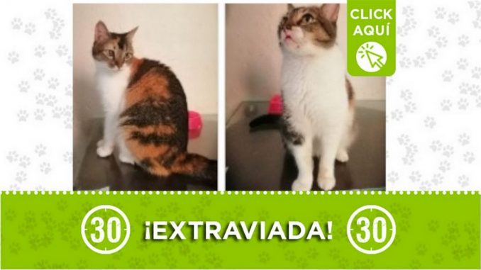 lupe perdida gata manrique la cruz