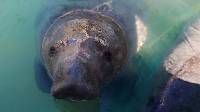 manati manati