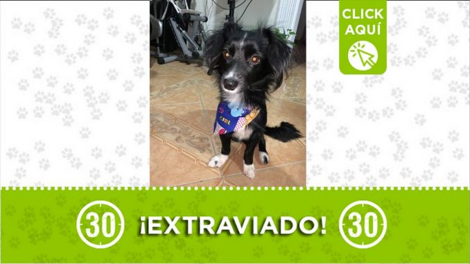 max robledo perro perdido