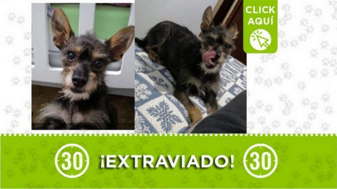 Siguen buscando a 'Mechas', se perdió en el barrio Rosalpi de Bello