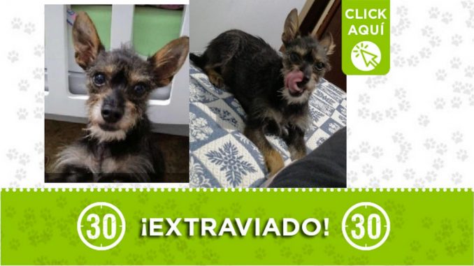 Buscan a 'Mechas', se perdió esta mañana en el barrio Rosalpi de Bello Buscan a 'Mechas', se perdió esta mañana en el barrio Rosalpi de Bello