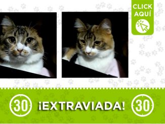 'Mia' se perdió en el barrio San Nicolás ¡Comparte! 1 mia