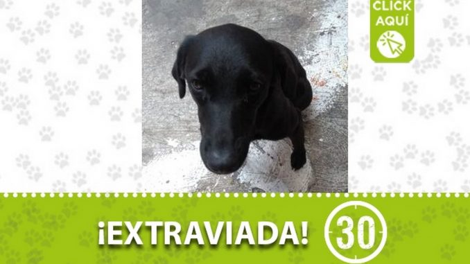 milu perra perdida 2021 copacabana