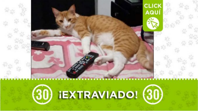 Gatico perdido Gatico perdido