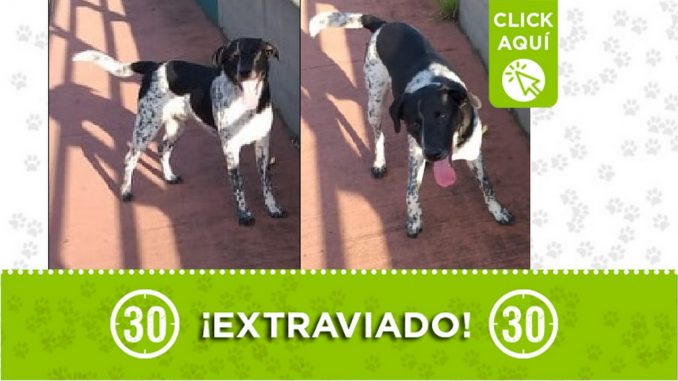 'Morgan' se perdió en el barrio Aranjuez San Isidro de Medellín. Sus dueños lo están buscando 'Morgan' se perdió en el barrio Aranjuez San Isidro de Medellín. Sus dueños lo están buscando