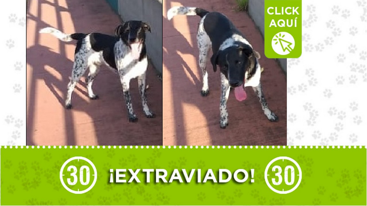 'Morgan' se perdió en el barrio Aranjuez San Isidro de Medellín. Sus dueños lo están buscando