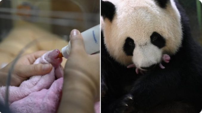 nacieron-dos-osos-pandas-gemelos-francia