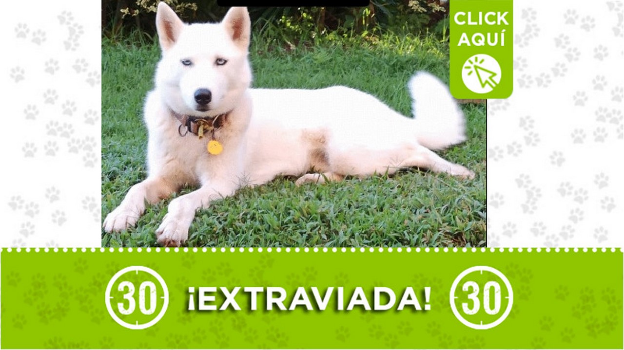 Perrita perdida en Santa Elena