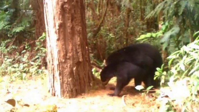 osos de anteojos durante apareamiento huila